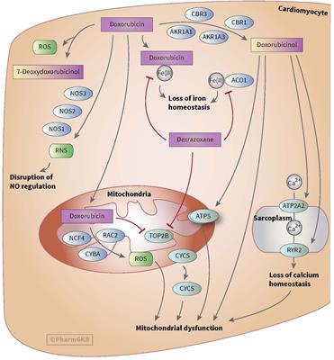 Pharmacogenomics as a Tool to Limit Acute and Long-Term Adverse Effects of Chemotherapeutics: An Update in Pediatric Oncology